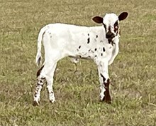 2024 Lucky Stars heifer