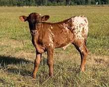 2024 Luna heifer