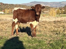 Sweet Cricket Heifer Calf